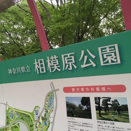 神奈川県立　相模原公園