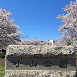 小山公園の桜